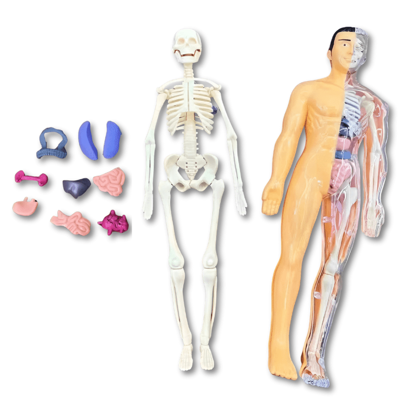 3D Anatomie Puzzel Menselijk Lichaam Voor Kinderen - KidsKorner