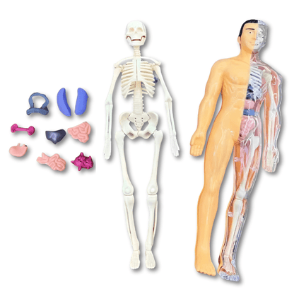 3D Anatomie Puzzel Menselijk Lichaam Voor Kinderen - KidsKorner