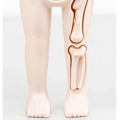 Anatomie Menselijk Lichaam Model – 13 - Delig - KidsKorner
