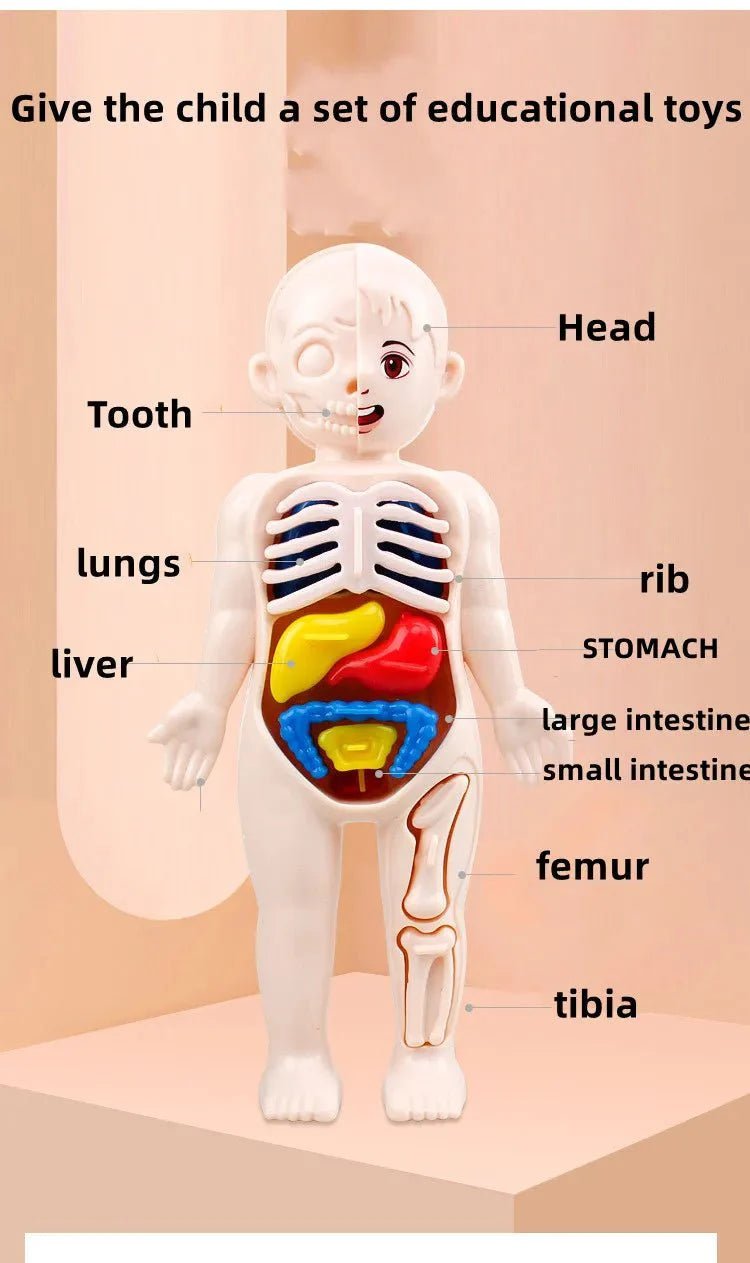 Anatomie Menselijk Lichaam Model – 13 - Delig - KidsKorner