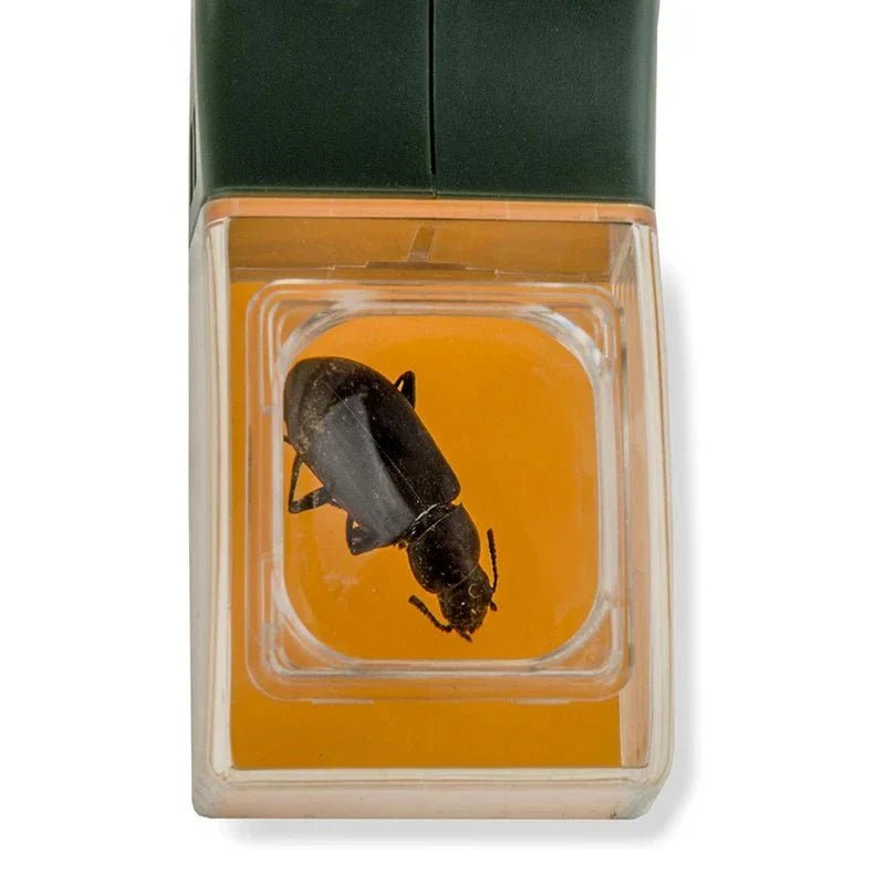 Insectenvanger Met Vergrootglas - Spinnenvanger - KidsKorner